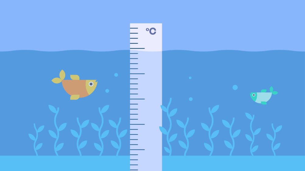 Hero Founder Interviews Seafields